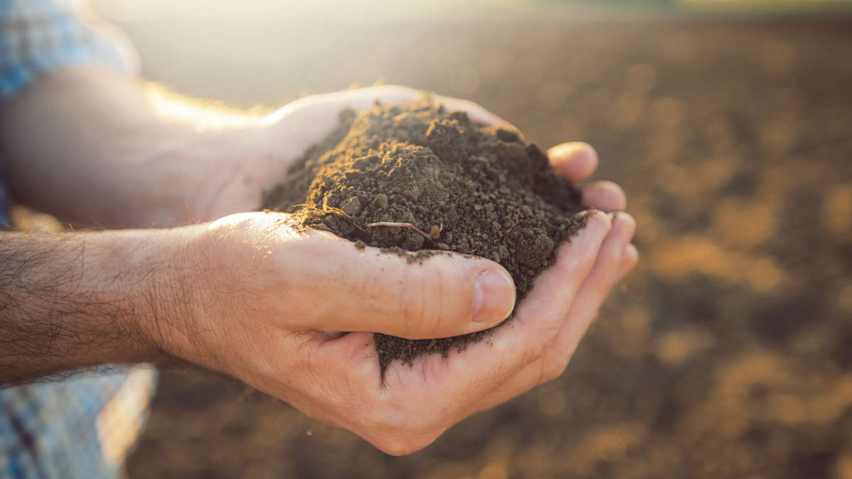 S_8842 Soil